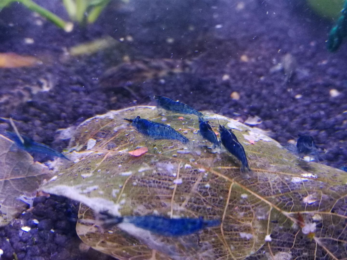 gut gefärbte Blue Dream Garnelen Neocaridina davidi blau