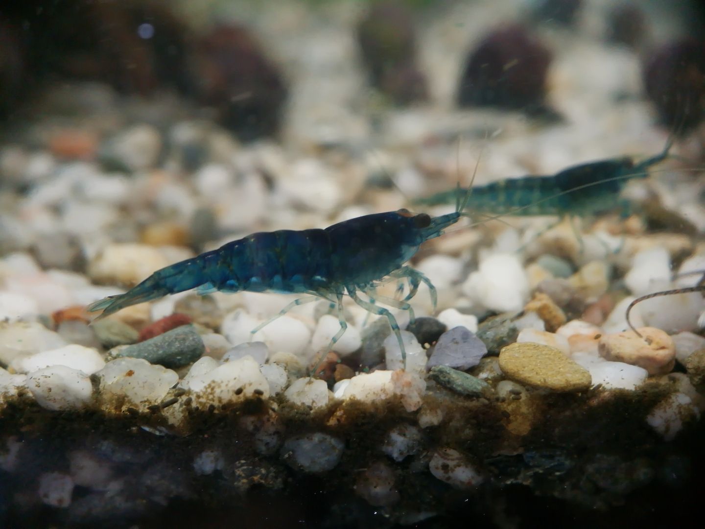 gut gefärbte Blue Dream Garnelen Neocaridina davidi blau