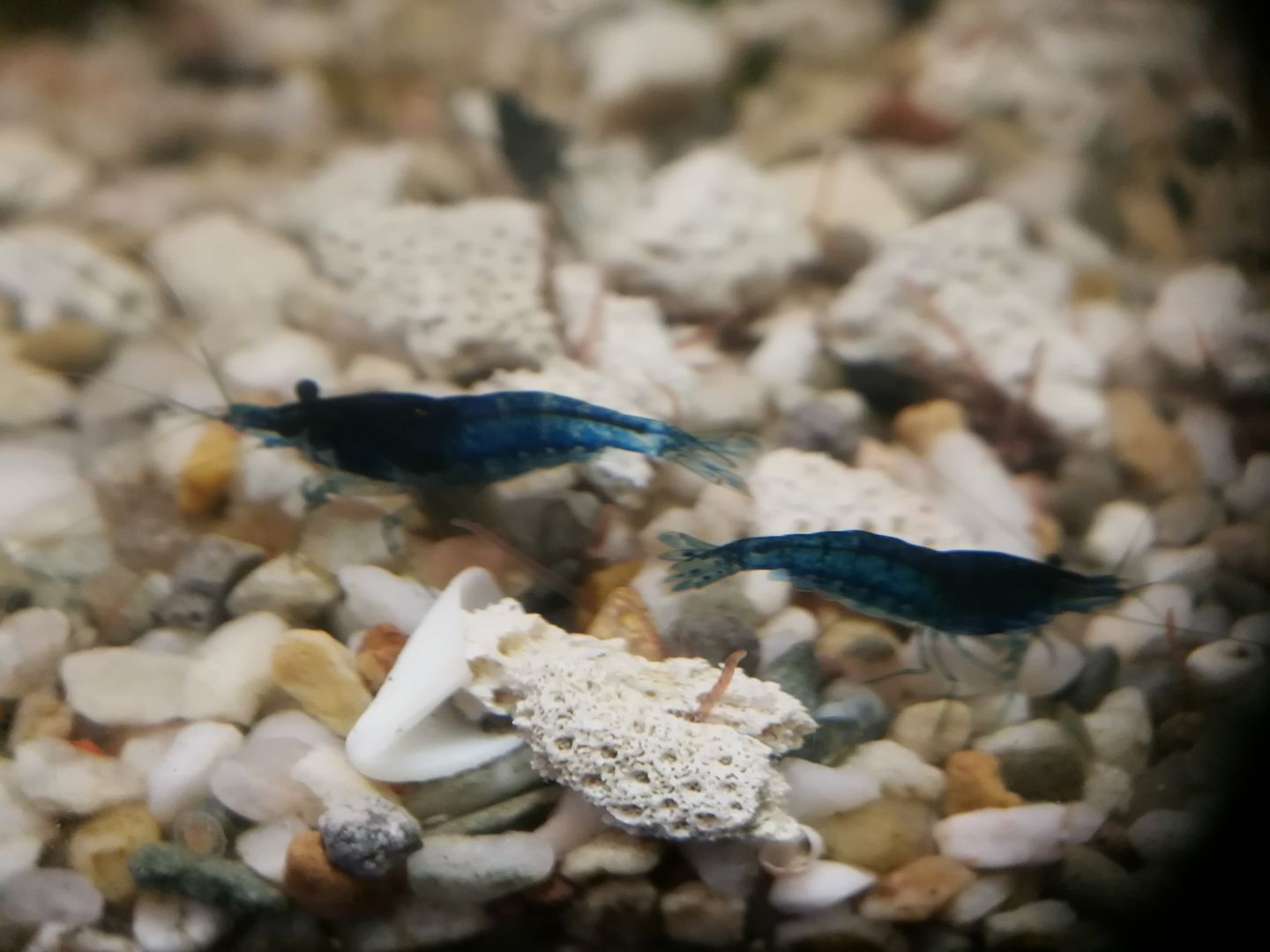 gut gefärbte Blue Dream Garnelen Neocaridina davidi blau
