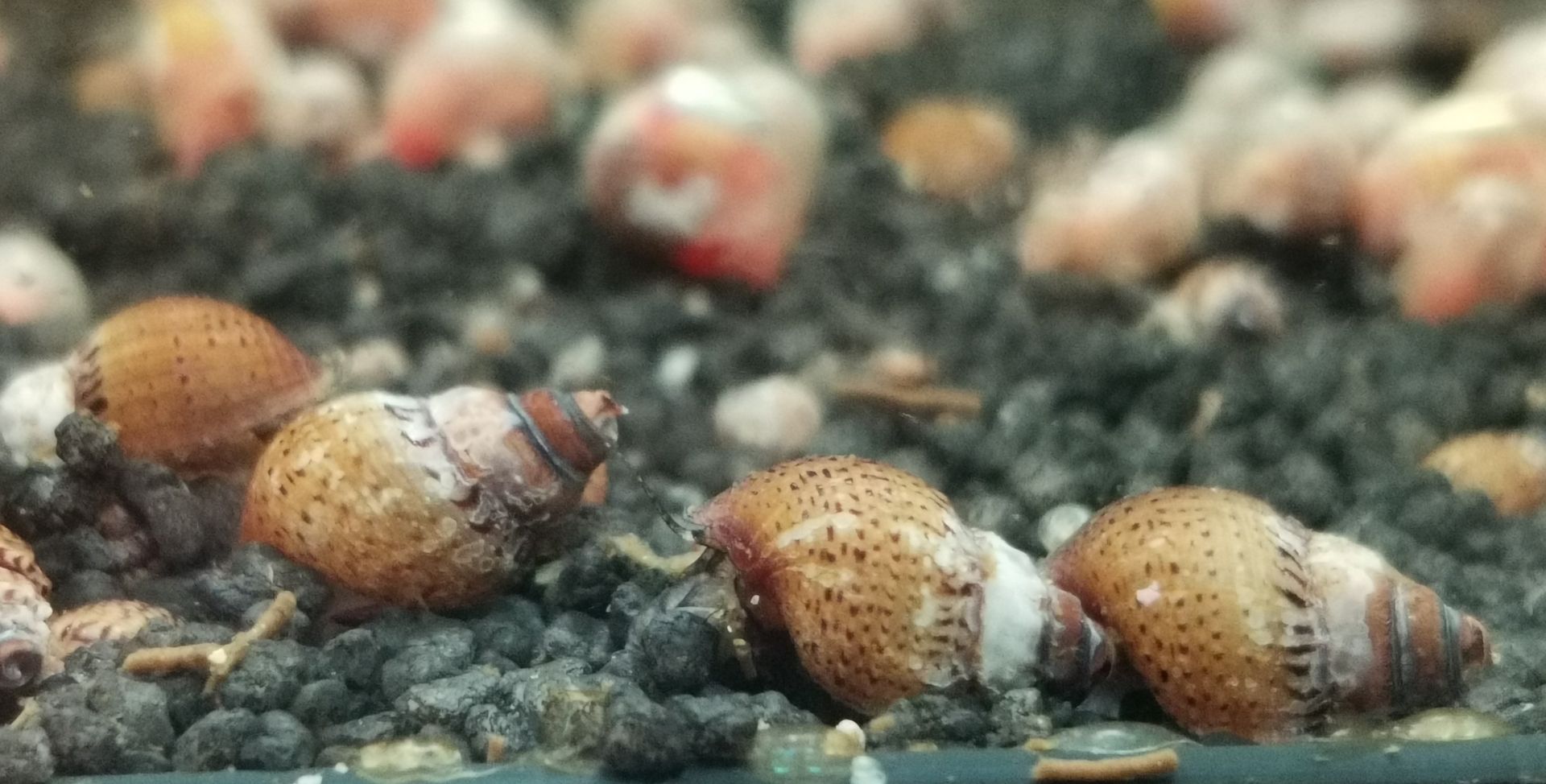 Turmdeckelschnecken, Mokka, Spiky, Nadelkronen, Nöppi,...