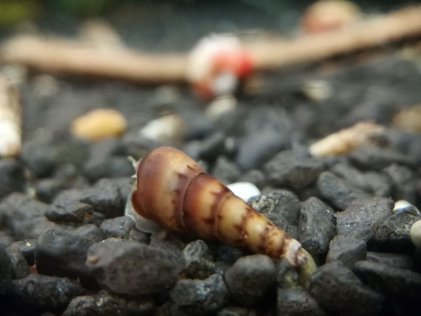 Turmdeckelschnecken, Mokka, Spiky, Nadelkronen, Nöppi,...