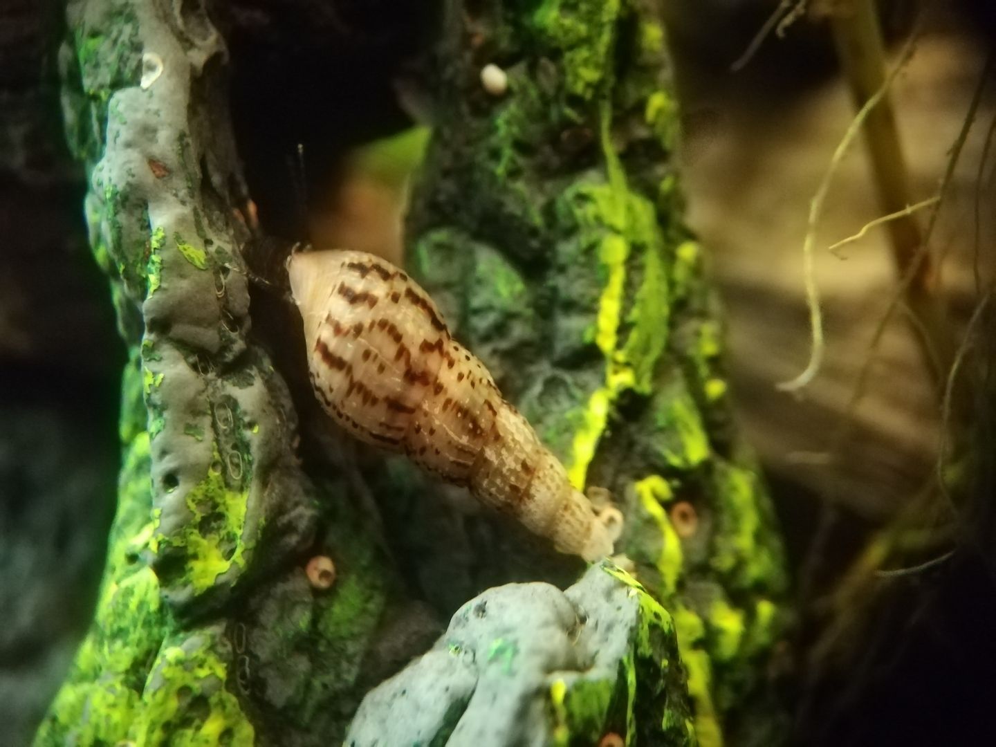 Turmdeckelschnecken, Mokka, Spiky, Nadelkronen, Nöppi,...