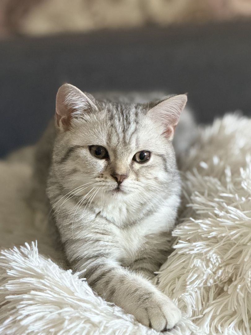 Süße Britisch Kurzhaar Katze, 5 Monate