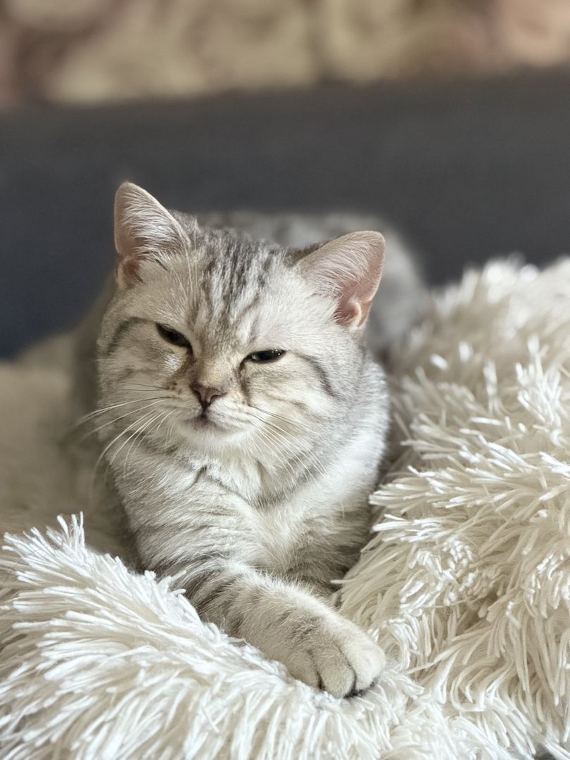 Süße Britisch Kurzhaar Katze, 5 Monate