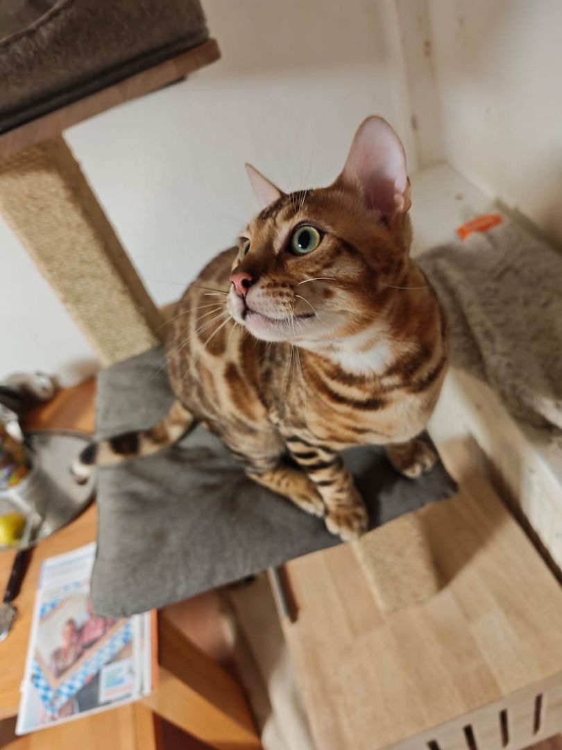 Bengal Kitten Bengalkatze Brown Rosetted Kater