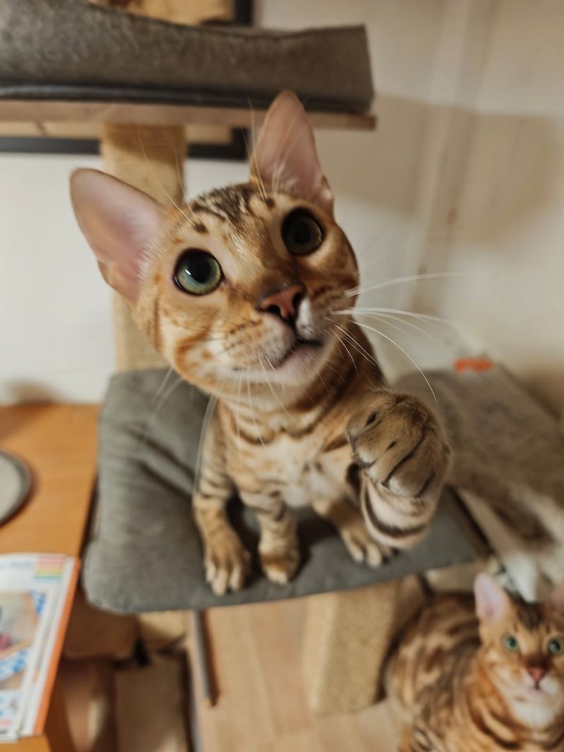 Bengal Kitten Bengalkatze Brown Rosetted Kater