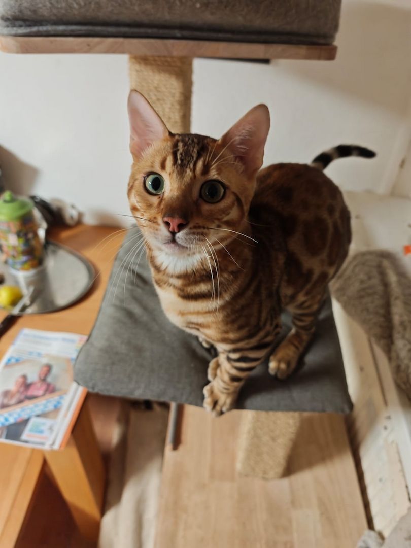 Bengal Kitten Bengalkatze Brown Rosetted Kater