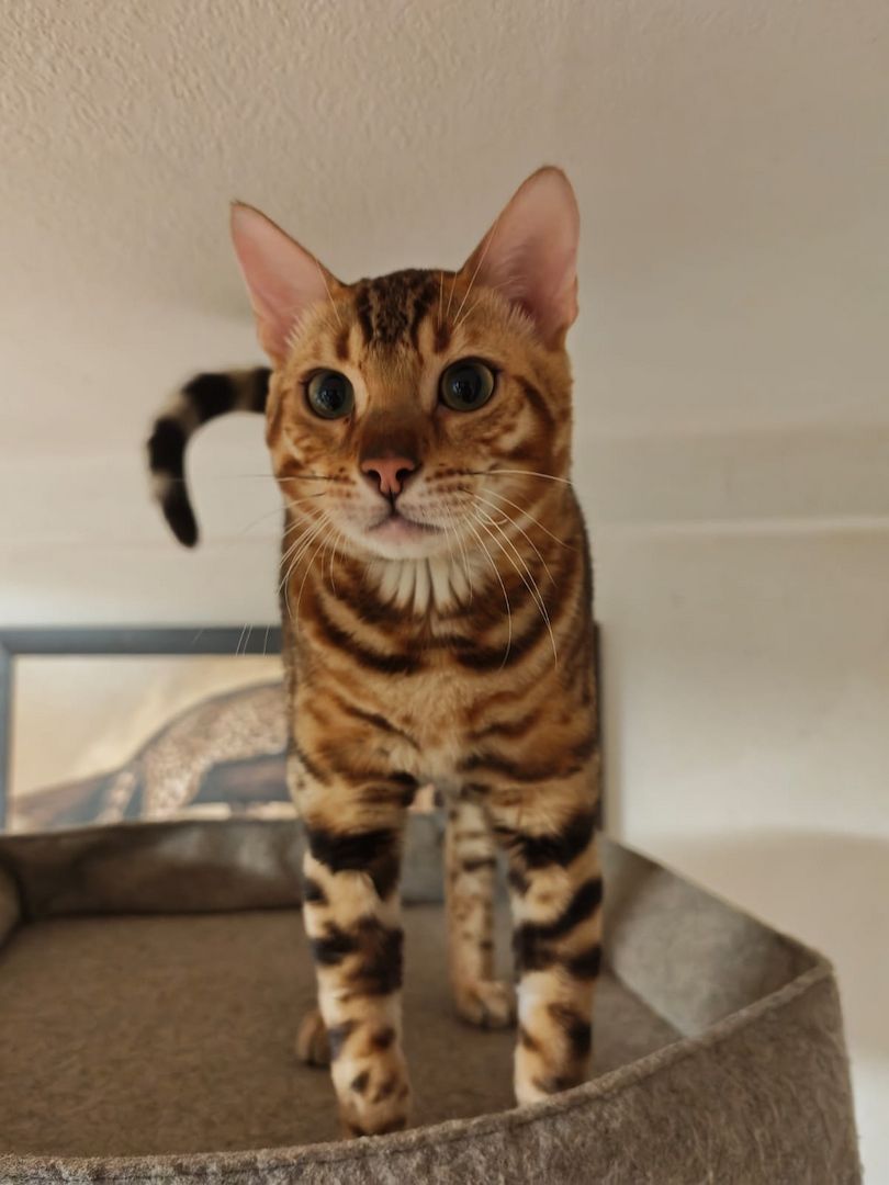 Bengal Kitten Bengalkatze Brown Rosetted Kater