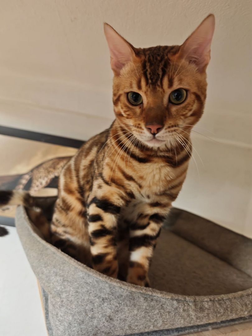 Bengal Kitten Bengalkatze Brown Rosetted Kater