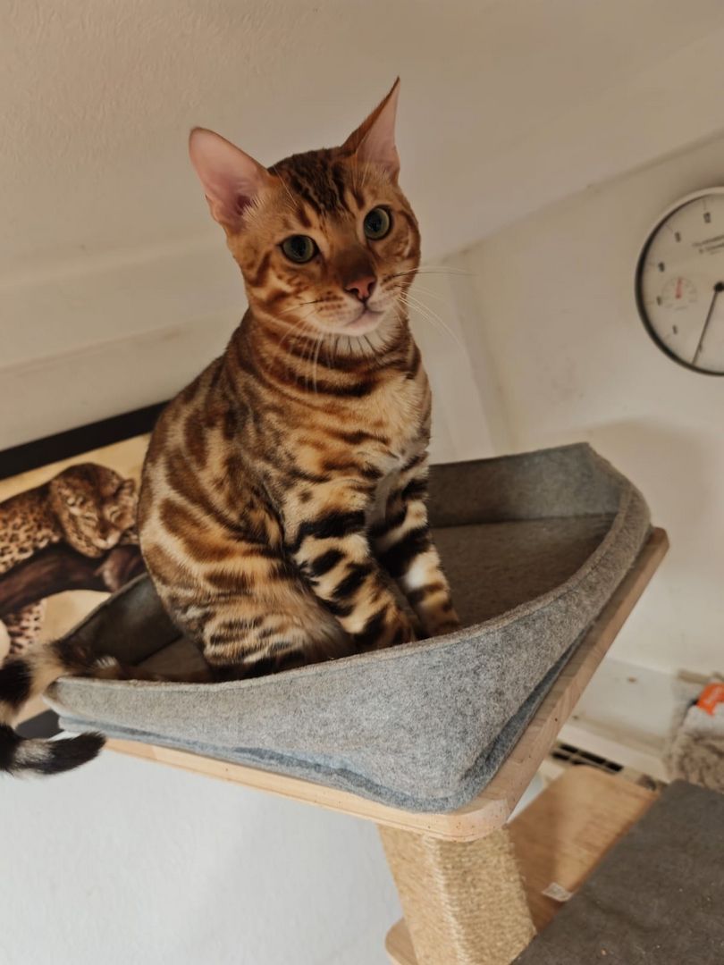 Bengal Kitten Bengalkatze Brown Rosetted Kater