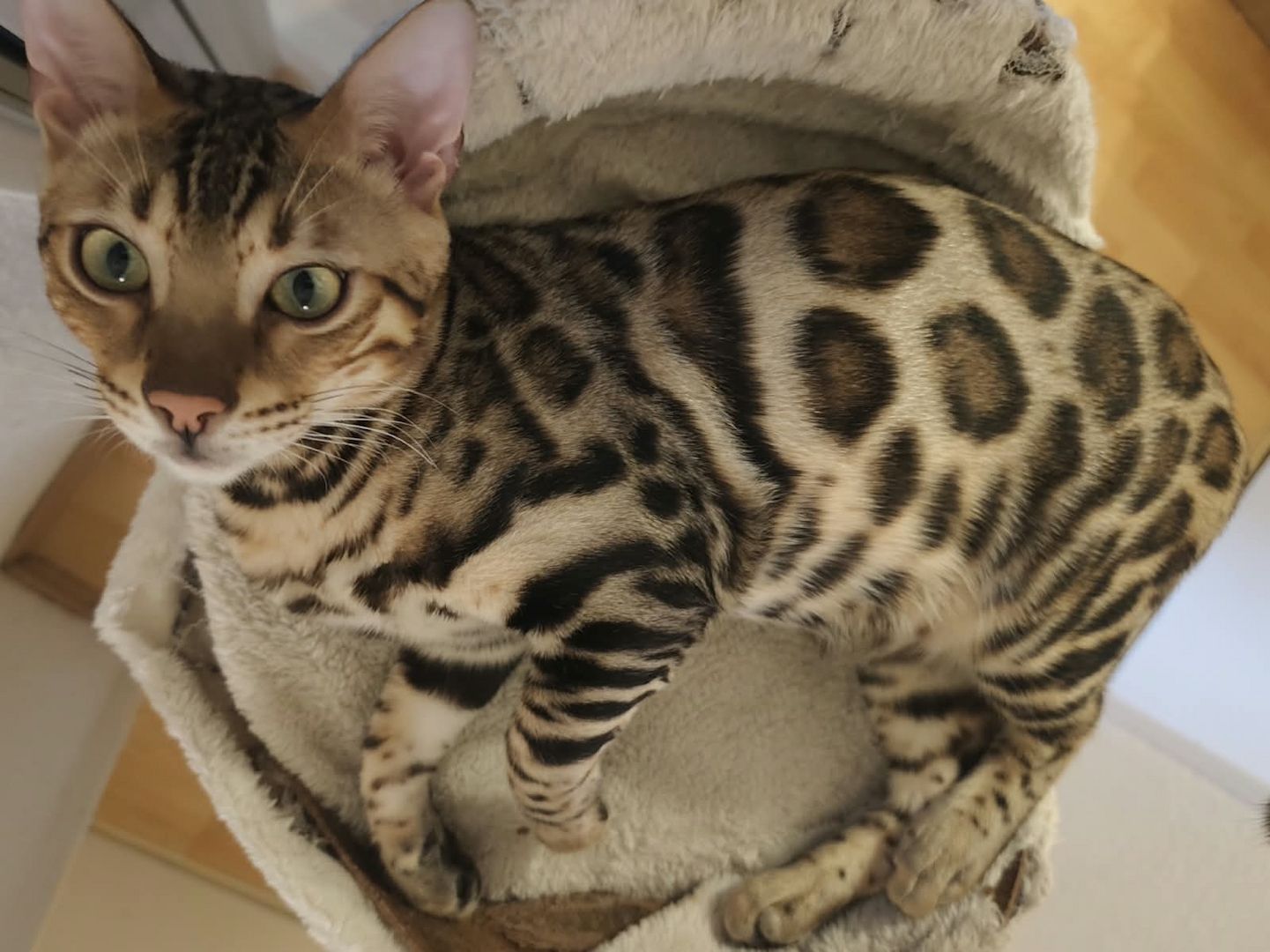 Bengal Kitten Bengalkatze Brown Rosetted Kater