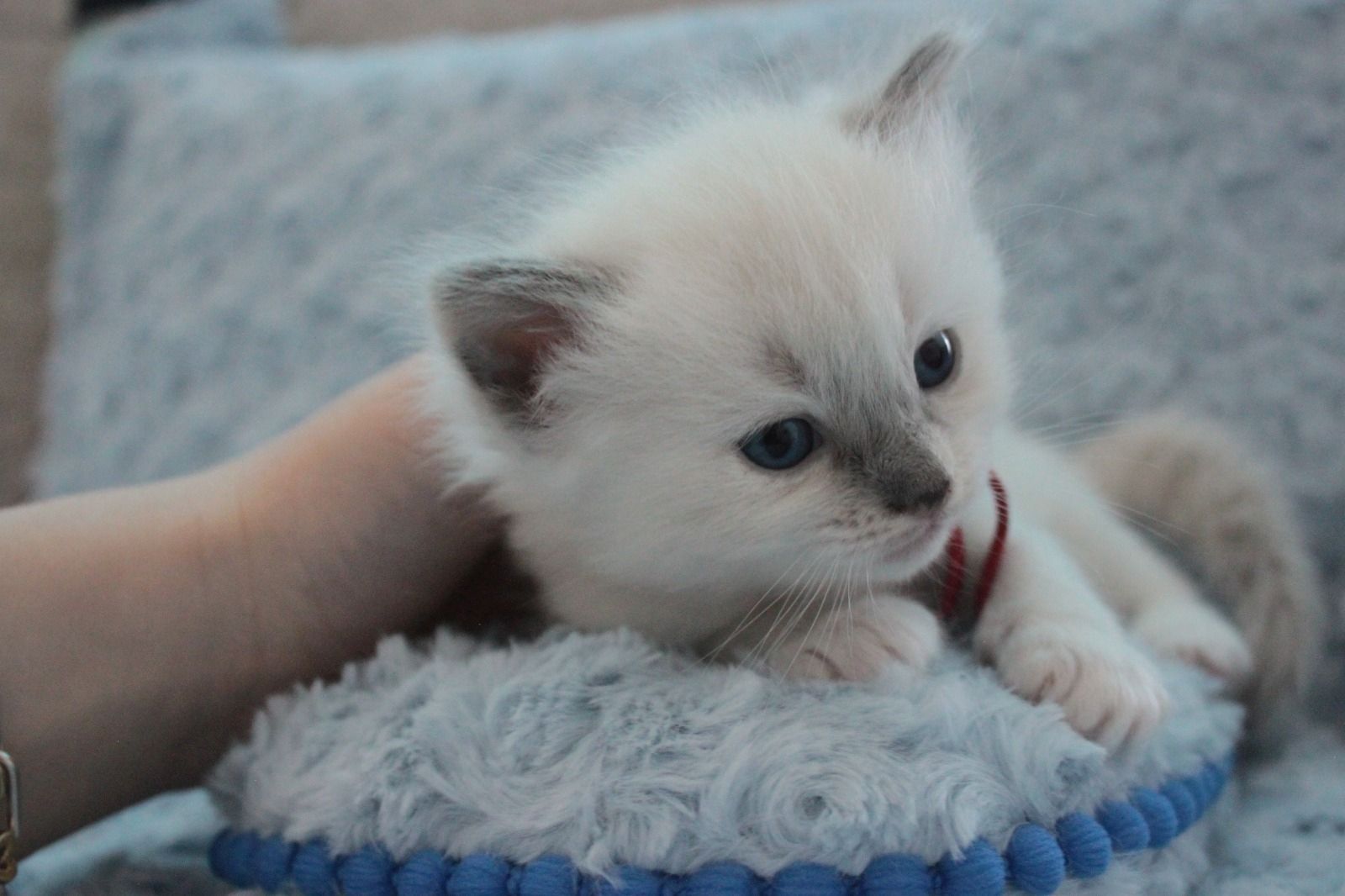 Ragdoll Kitten mit Stammbaum von Züchter