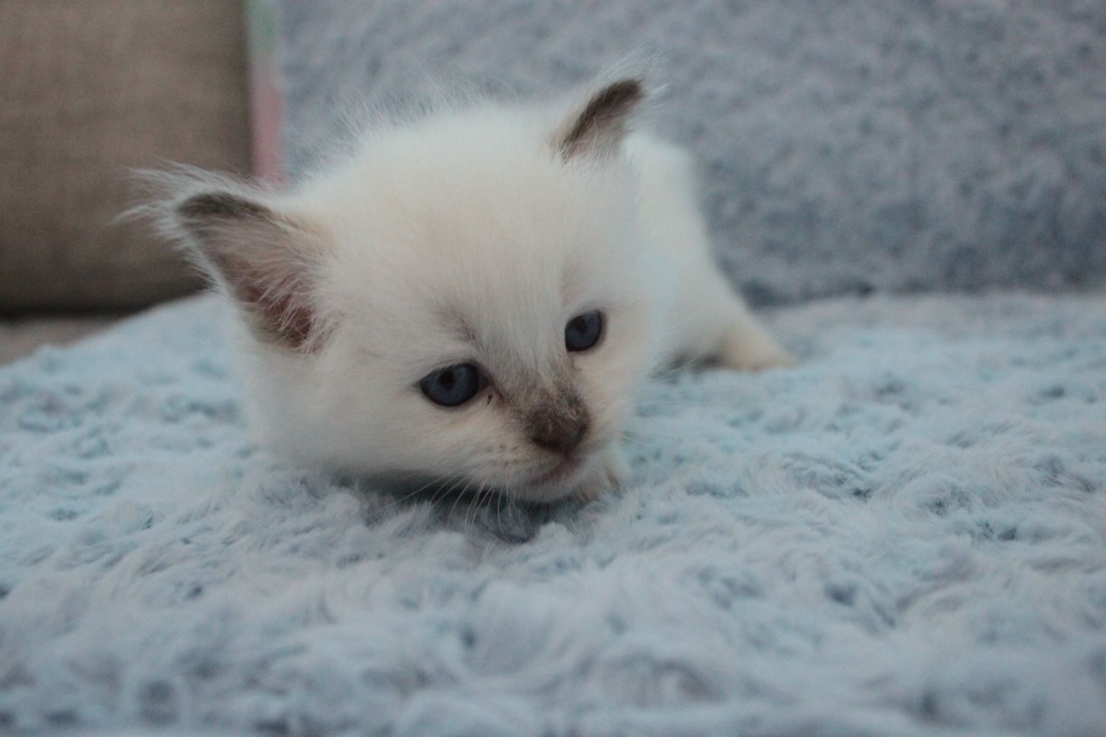 Ragdoll Kitten mit Stammbaum von Züchter