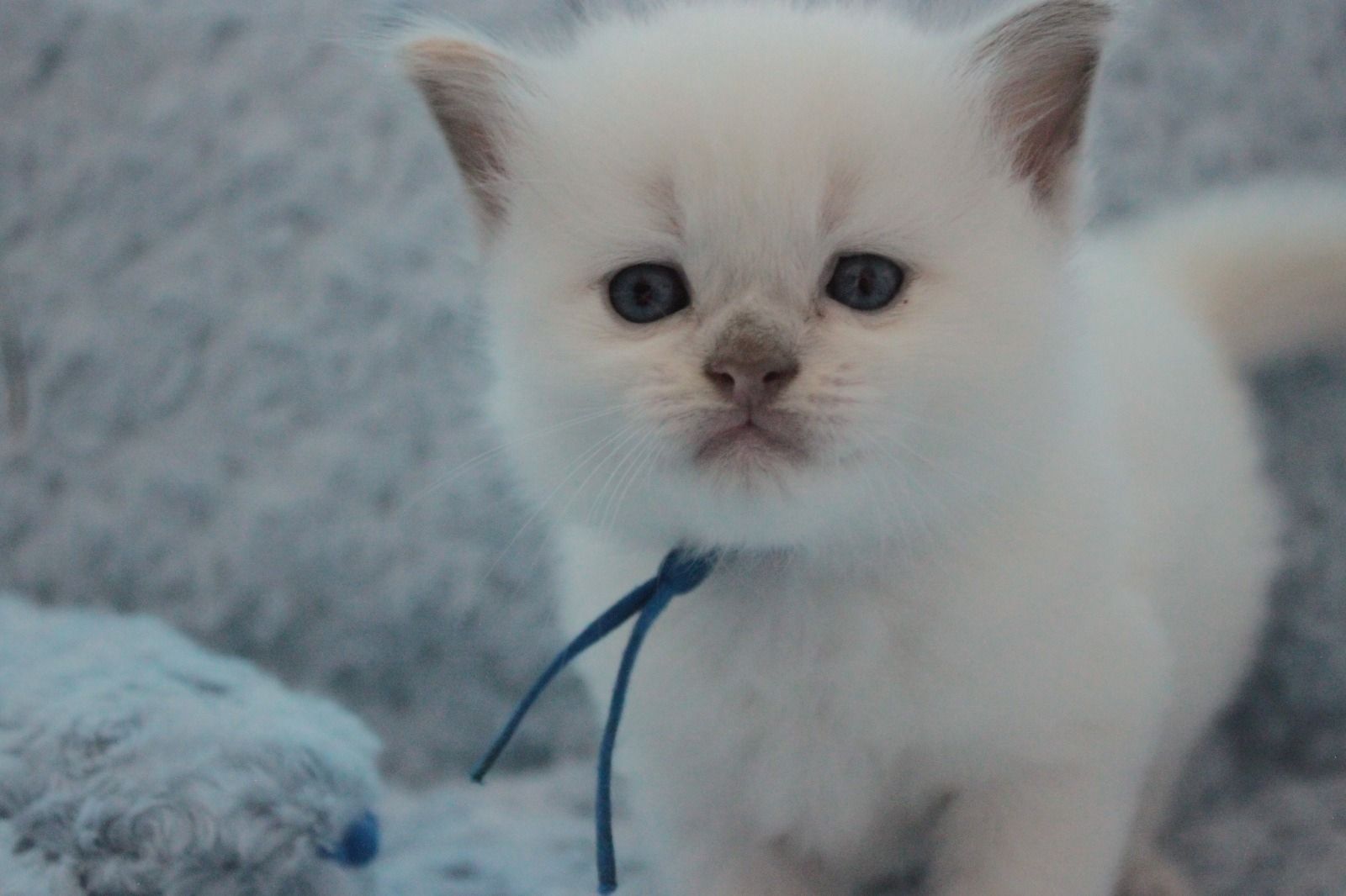 Ragdoll Kitten mit Stammbaum von Züchter