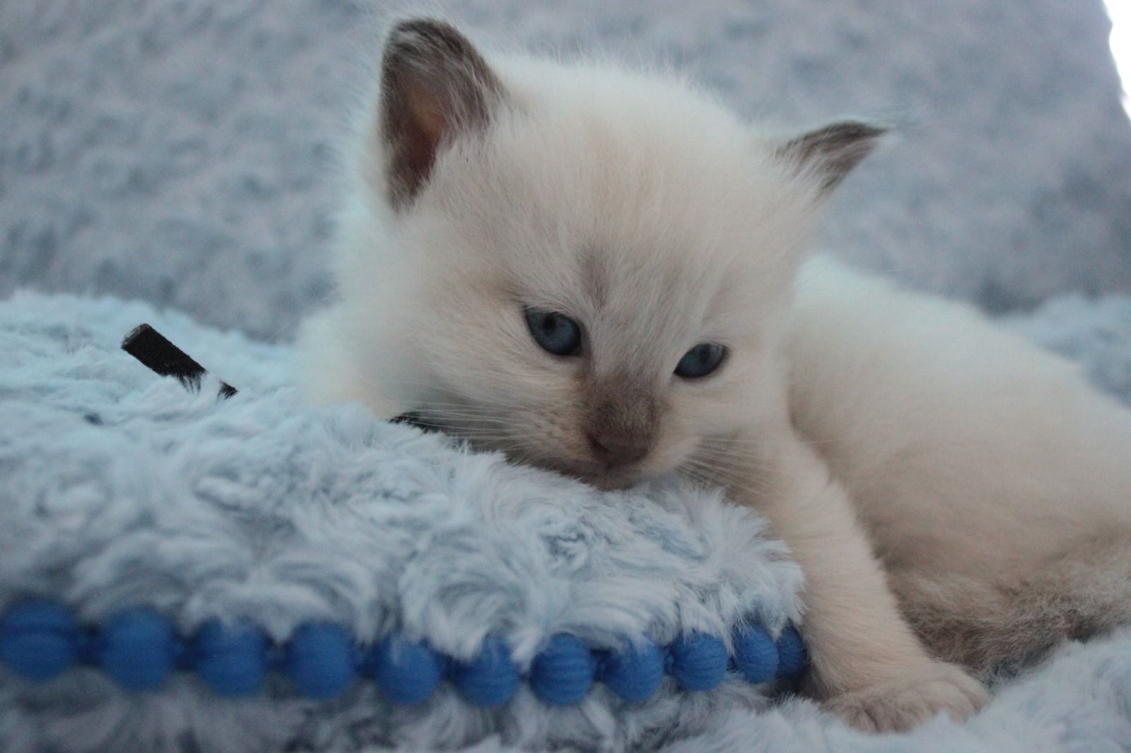 Ragdoll Kitten mit Stammbaum von Züchter