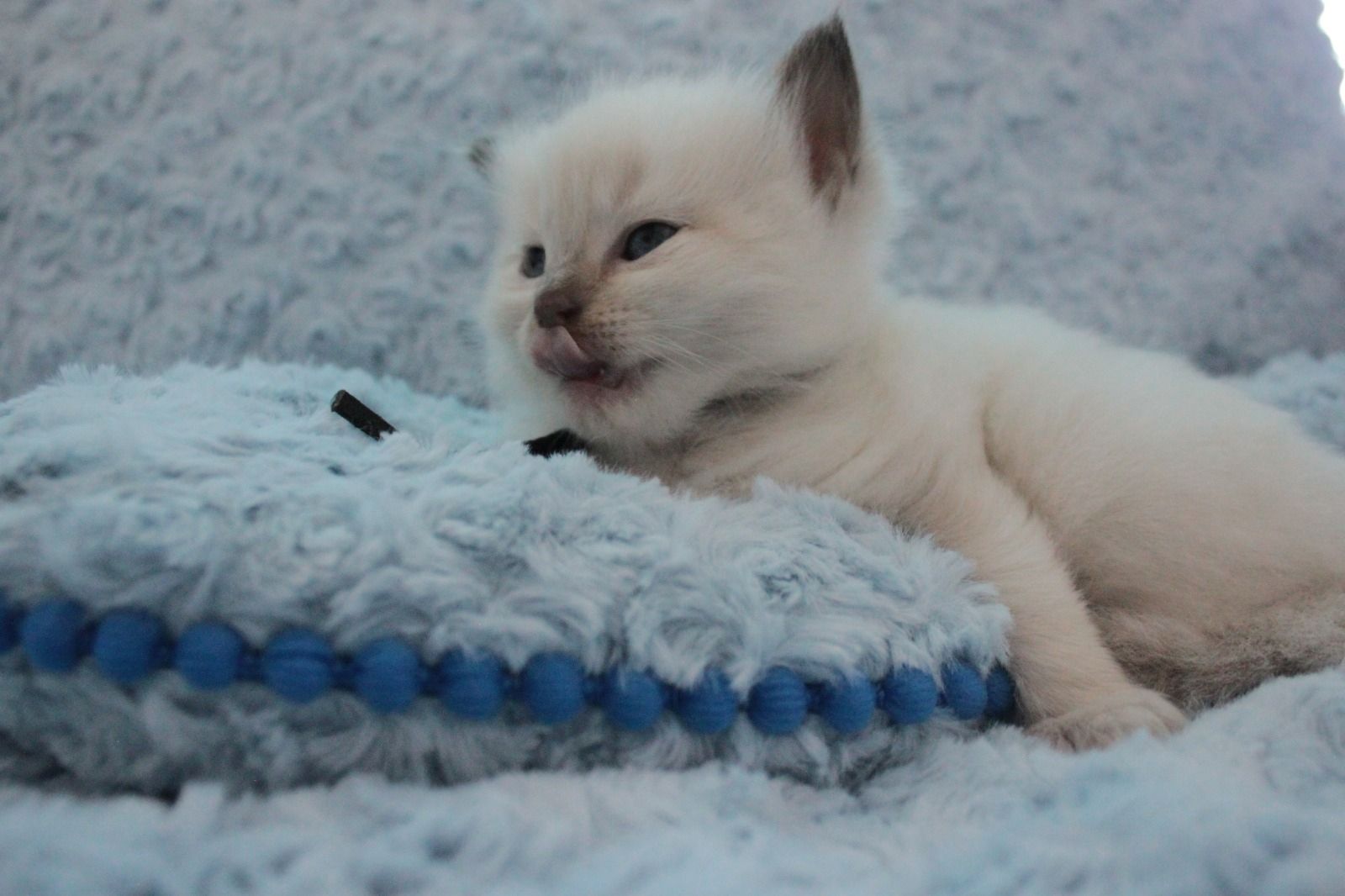 Ragdoll Kitten mit Stammbaum von Züchter