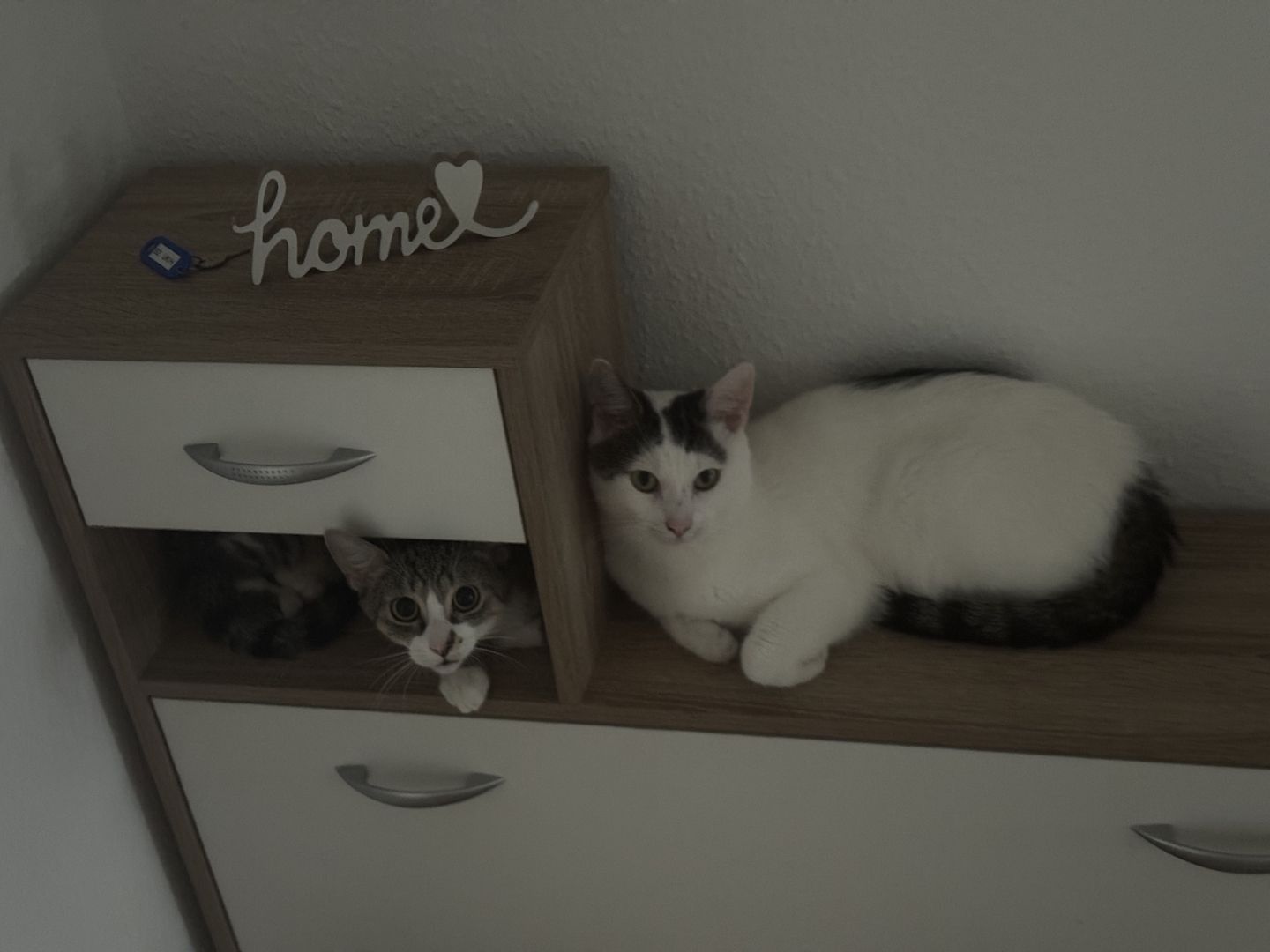 Verkaufe meine beiden Katzen