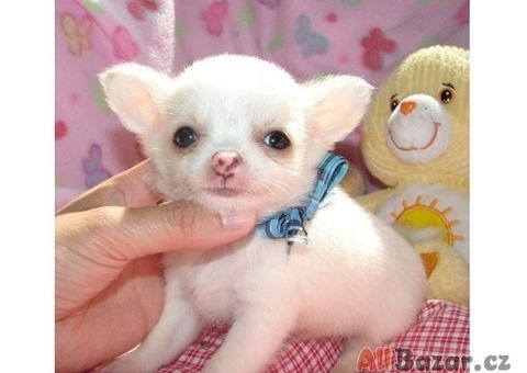Chihuahua-Welpen zu vermitteln