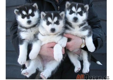 Liebliche Siberian-Husky-Welpen zu vermitteln