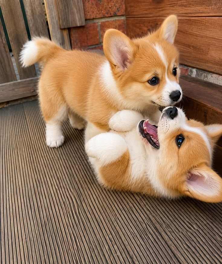 Süße Corgi-Welpen suchen ein neues Zuhause.