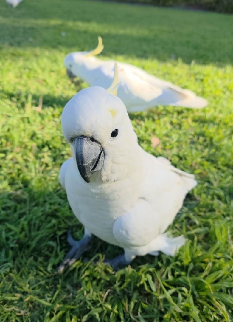 🦜 Kakadu sucht ein liebevolles Zuhause