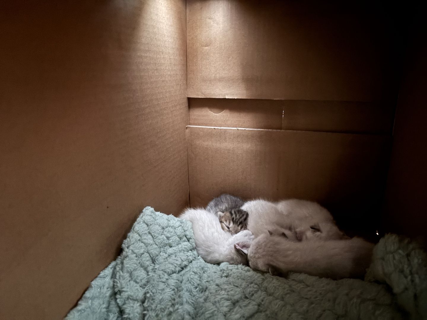 Baby kitten suchen liebevolles zu Hause