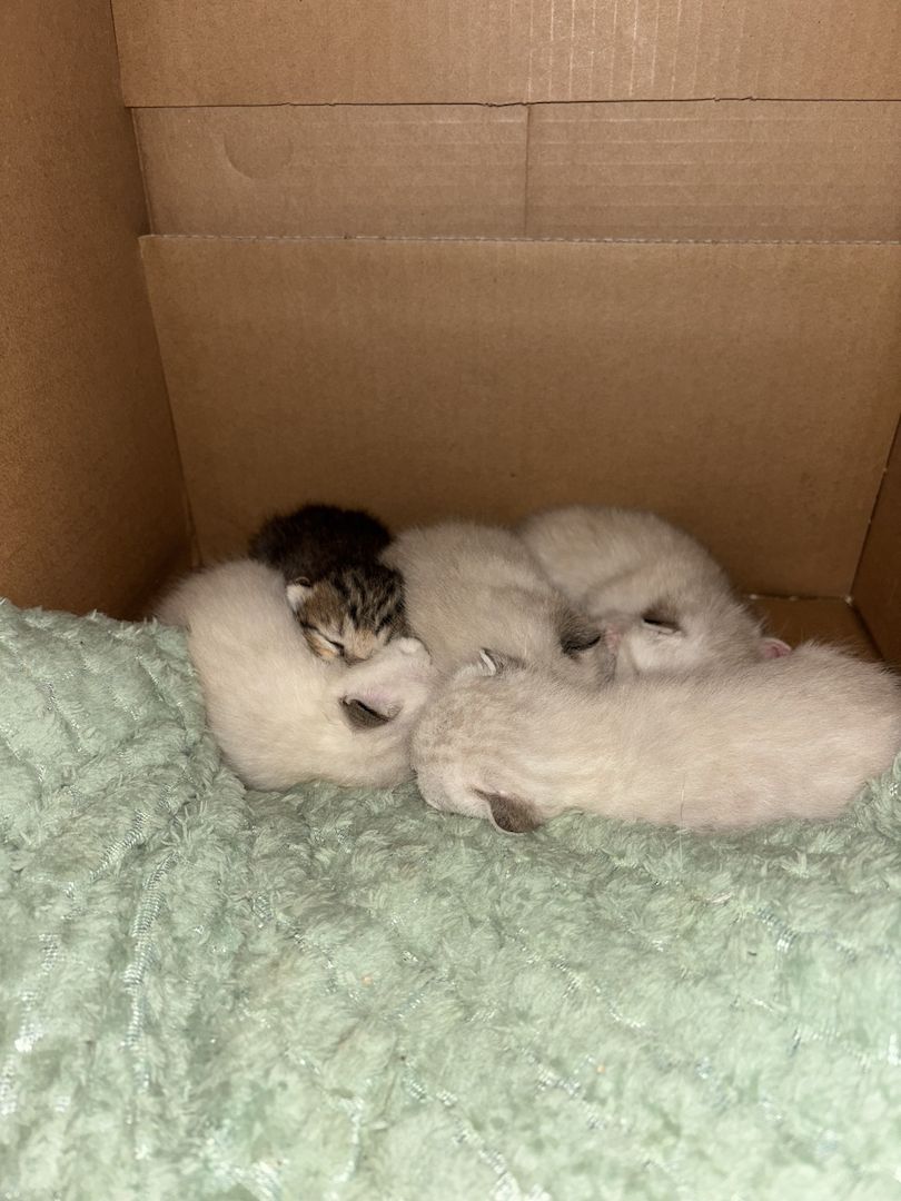 Baby kitten suchen liebevolles zu Hause