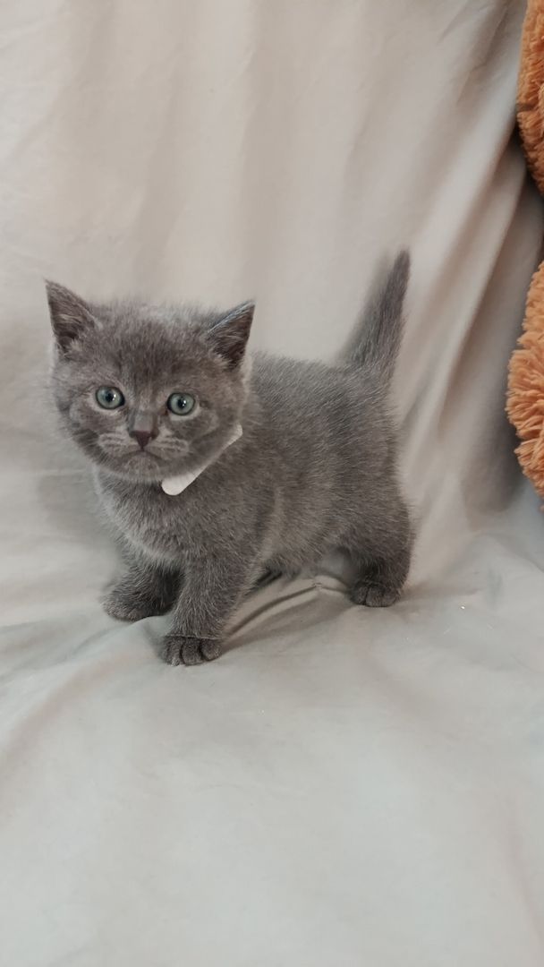 BKH Kitten reinrassig