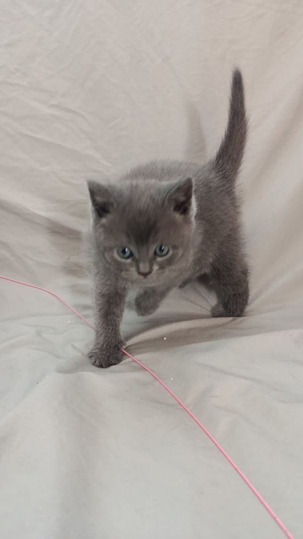 BKH Kitten reinrassig