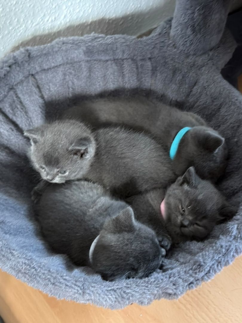 BKH Kitten reinrassig