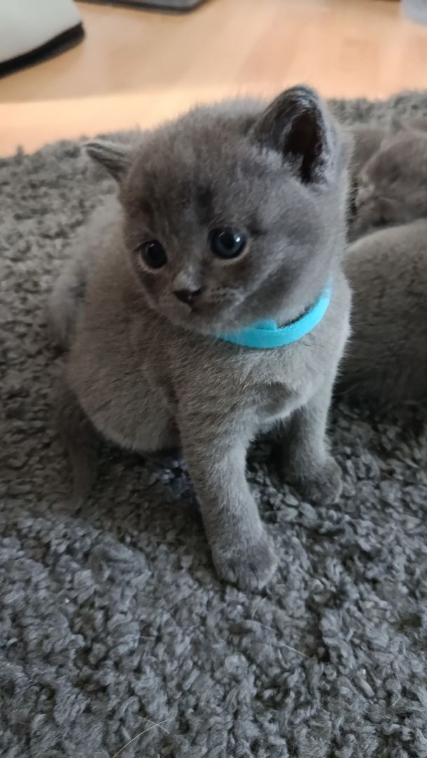 BKH Kitten reinrassig