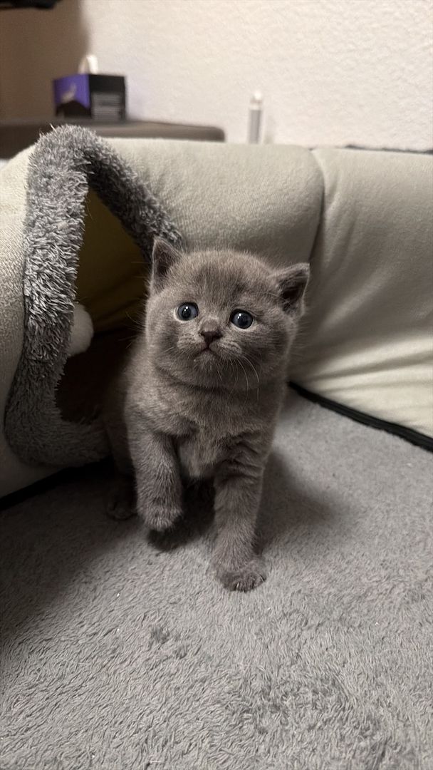 BKH Kitten reinrassig