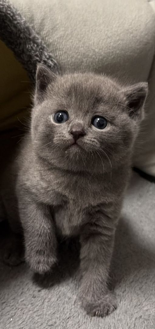 BKH Kitten reinrassig