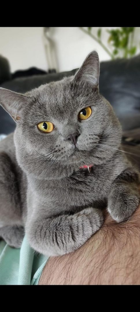 BKH Kitten reinrassig