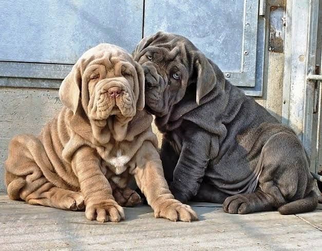 Mastino-Napoletano-Welpen. WhatsApp: +44 7469 456352