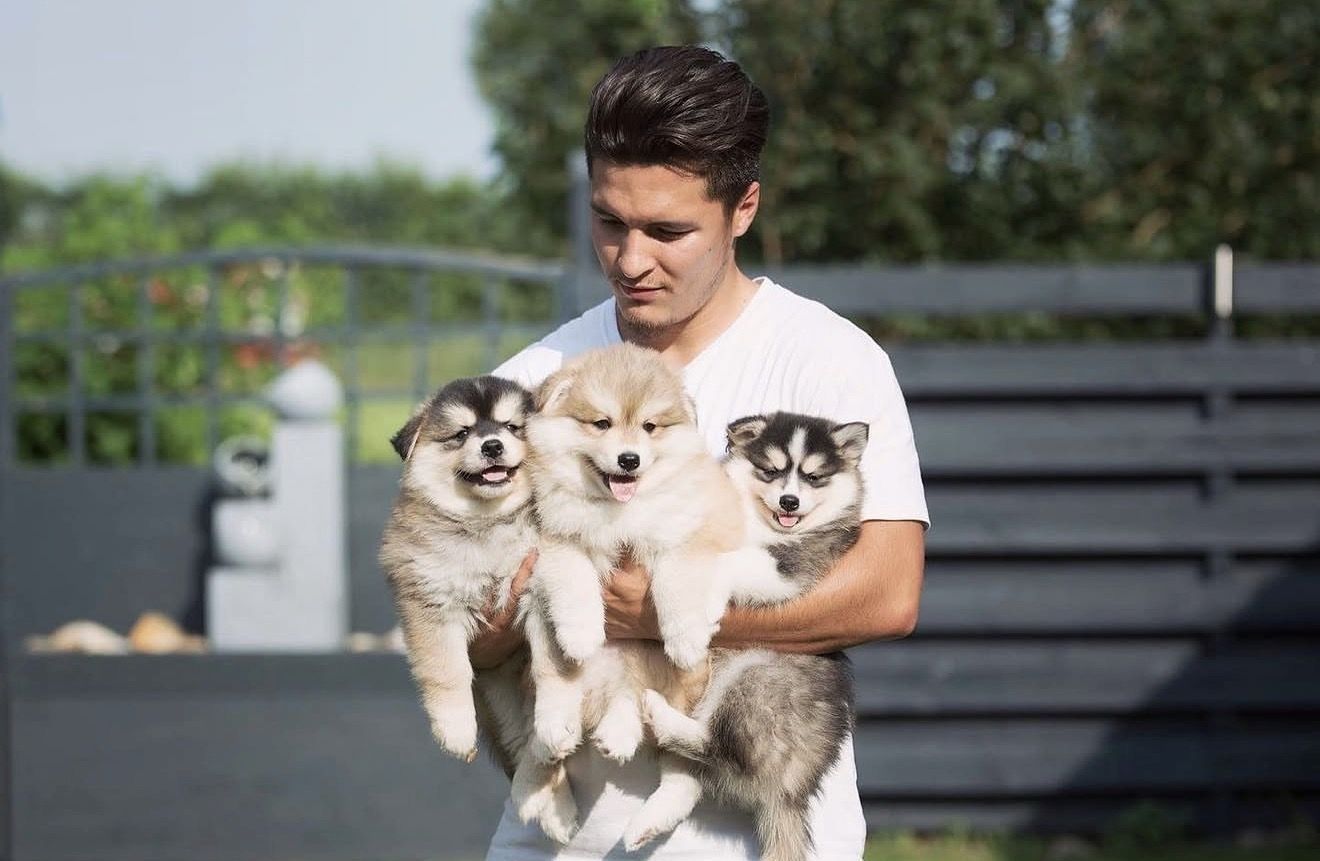 Männliche und weibliche Pomsky-Welpen in ein neues Zuhause abzugeben