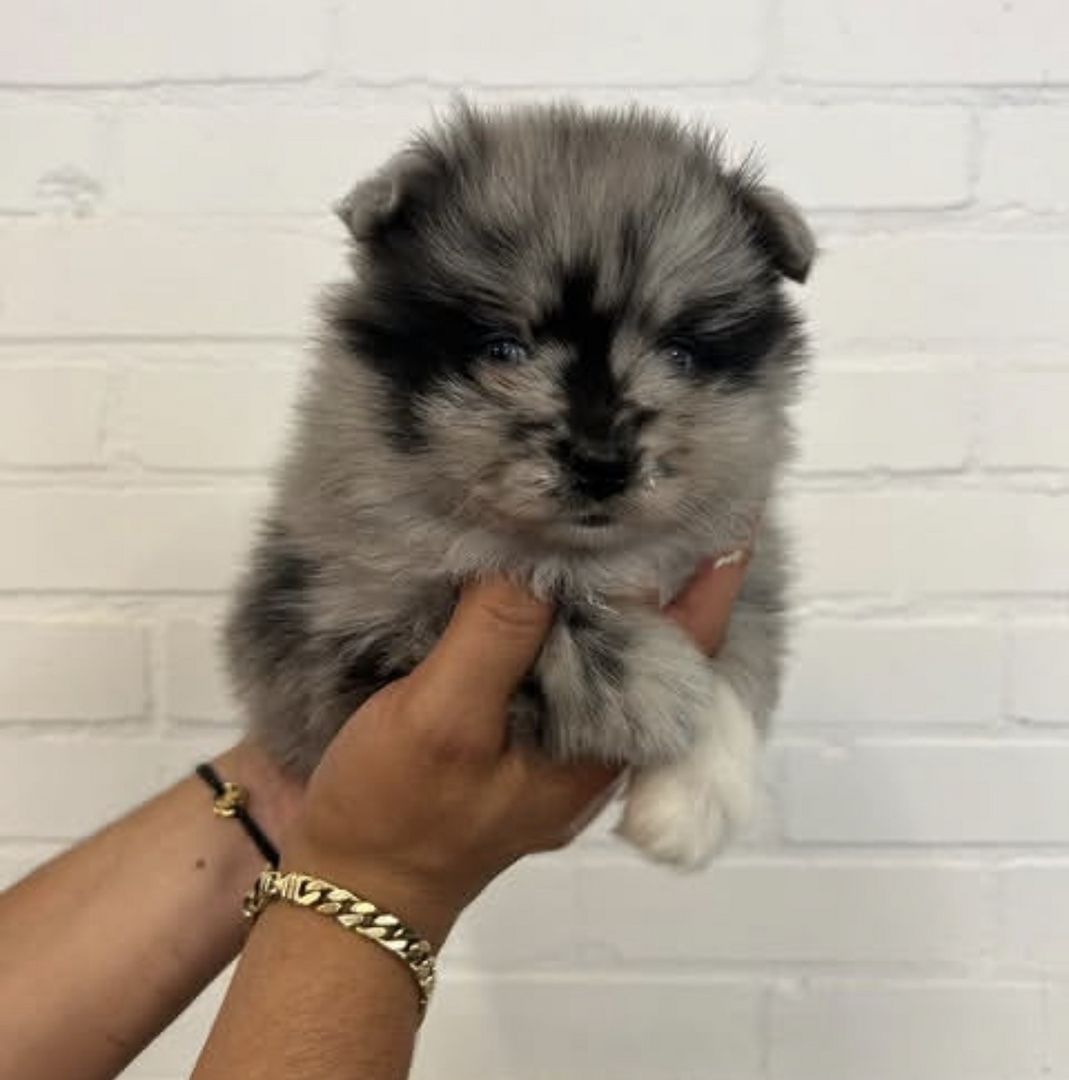 Männliche und weibliche Pomsky-Welpen in ein neues Zuhause abzugeben