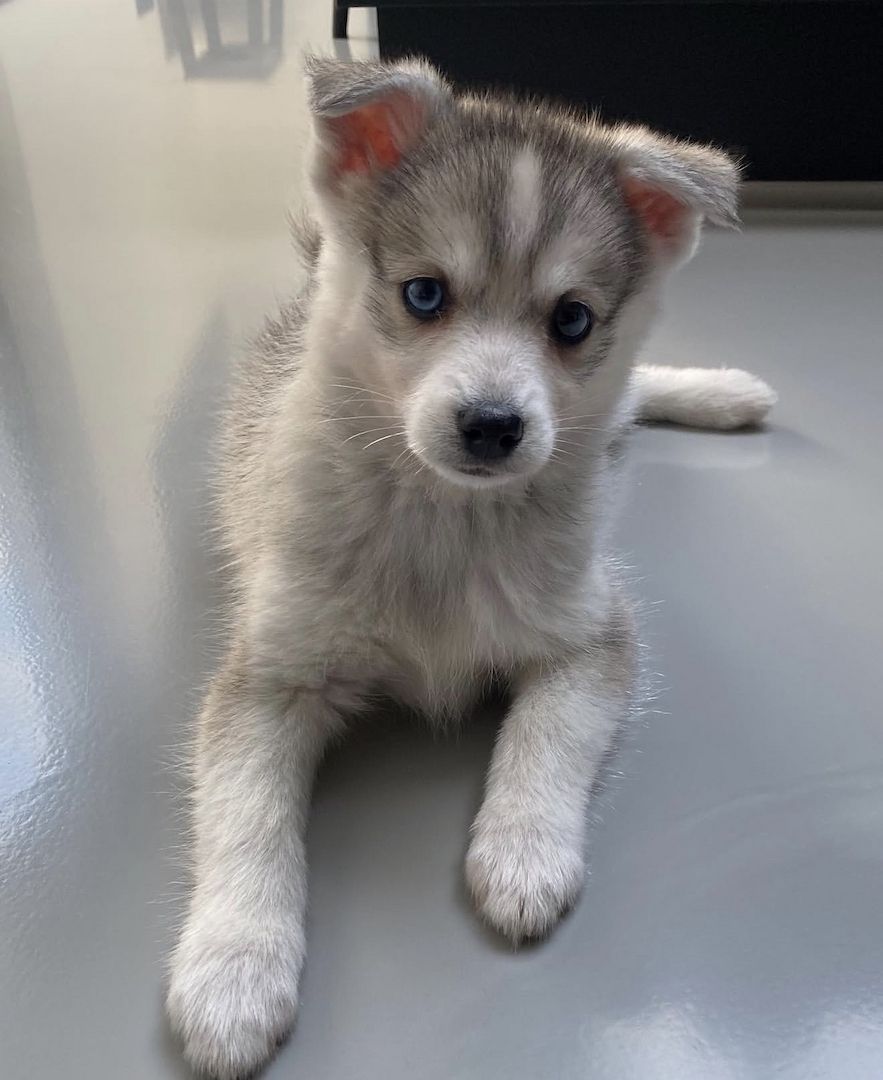Männliche und weibliche Pomsky-Welpen in ein neues Zuhause abzugeben