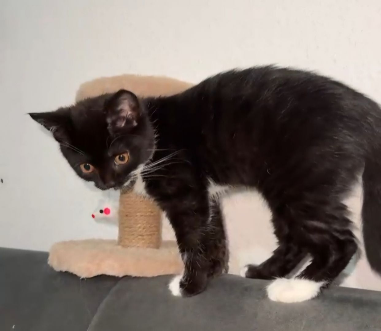 Katze