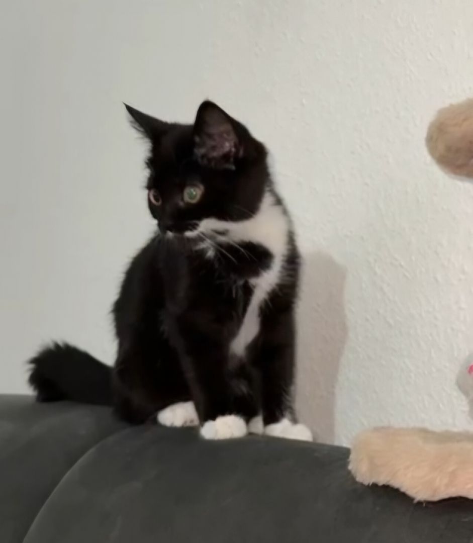 Katze