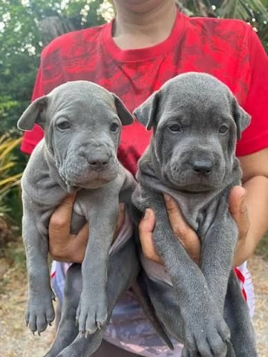 Thai-Ridgeback-Welpen. WhatsApp: +44 7469 456352