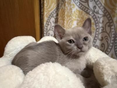 🐾 **ZUCKERSÜSSE Burma-KÄTZCHEN ZU VERKAUFEN** 🐾