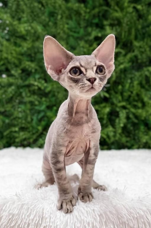 🐾 **ZUCKERSÜSSE Devon-Rex-KÄTZCHEN ZU VERKAUFEN** 🐾