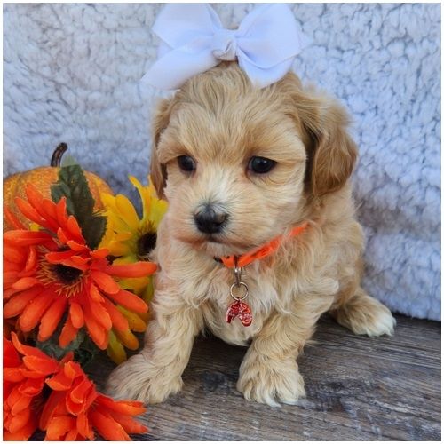Maltipoo Welpen suchen liebevolles Zuhause