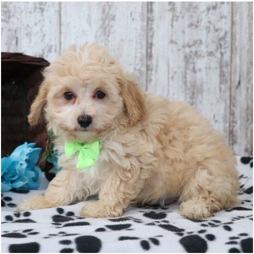 Maltipoo Welpen