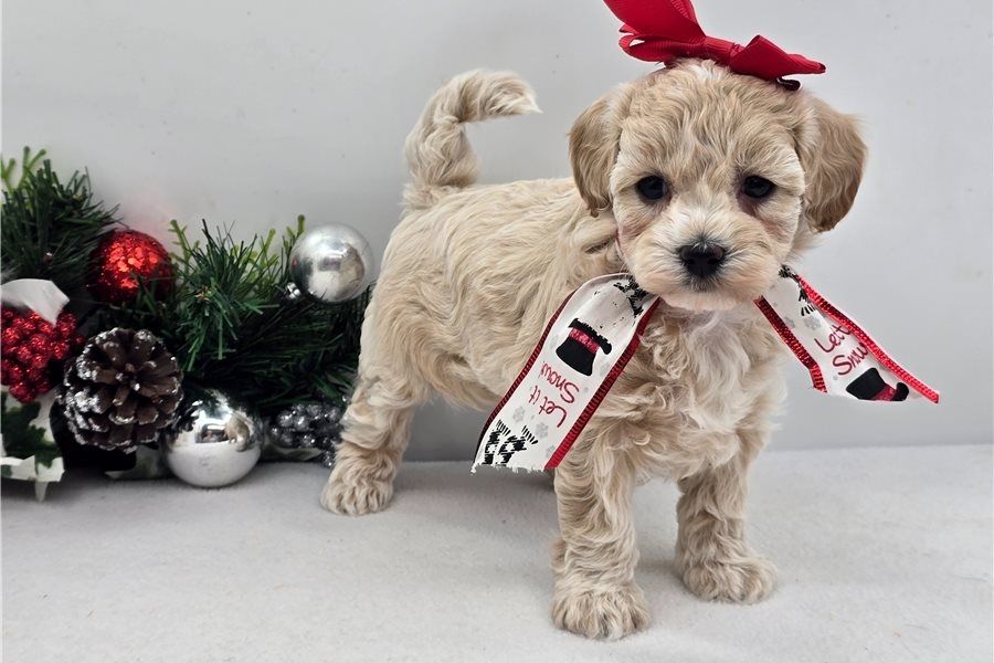 Maltipoo Welpen