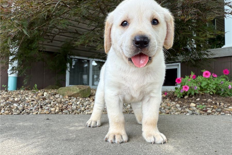 Süße Labrador Welpen mit Papieren