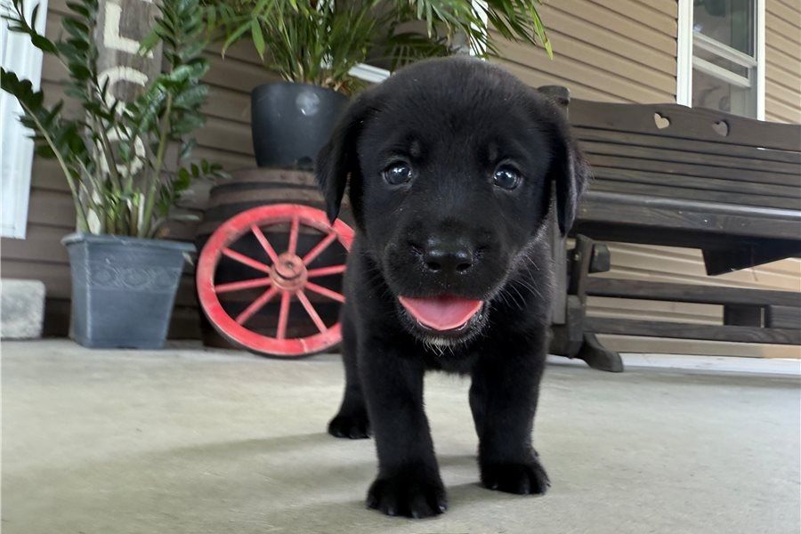 Süße Labrador Welpen mit Papieren
