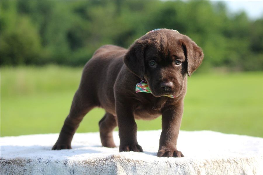 Süße Labrador Welpen mit Papieren
