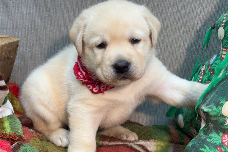 Süße Labrador Welpen mit Papieren